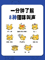 小猫叫声音效大全